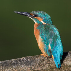 Eisvogel (Alcedo atthis)