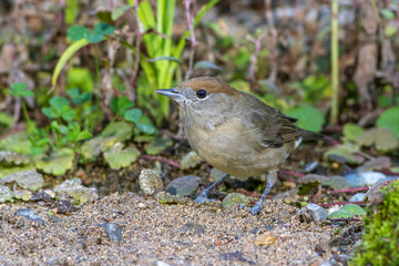 Mönchsgrasmücke (Sylvia atricapilla) Weibchen
