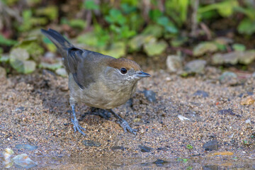 Mönchsgrasmücke (Sylvia atricapilla) Weibchen