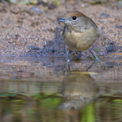 Mönchsgrasmücke (Sylvia atricapilla) Weibchen