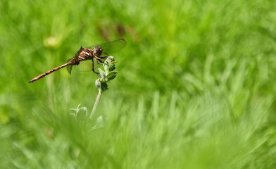 Close up of a Dragonfly on a plant