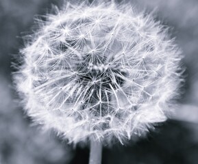 Close up of a common dandelion blow ball monochrome © lehmannw