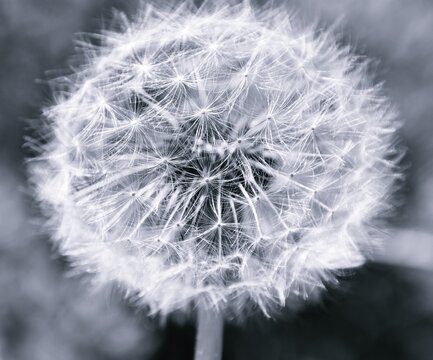 Close up of a common dandelion blow ball monochrome