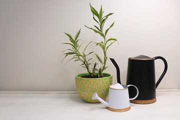 Arlo Rare White Bamboo is indoor plant placed in a creative planter. With small and big garden watering can for trees. Garden background with copy space.
