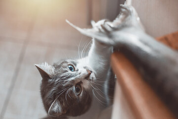 A hungry cat steals fish from the cutting board on the table. The pet wants to eat