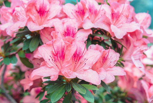 Rhododendron flowers with a large slightly irregular corolla of pink or purple-violet color, collected in racemes or corymbose inflorescences.