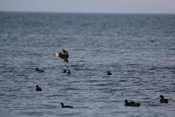風景素材　琵琶湖と小鴨の群れ