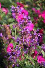 Summers Last Flowers, Banff National Park, Alberta