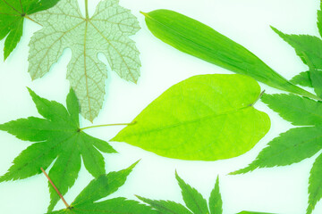 背景素材　青紅葉、笹の葉などの葉っぱ　