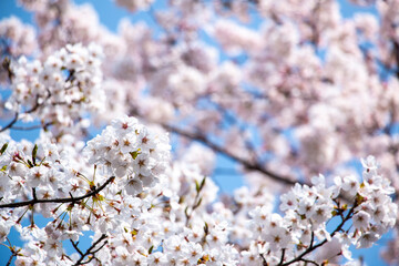 風景素材　咲き誇る桜の花