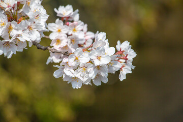 風景素材　可憐にさく桜の花
