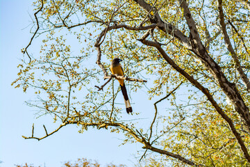 Tiger Bird Rofous Treepie