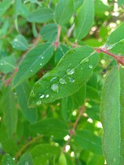 Summer photo of the leaves of the honeysuckle Bush in macro after the rain.