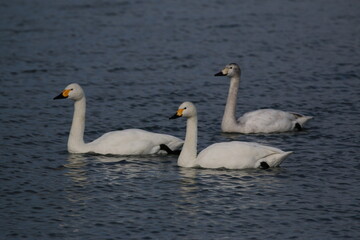 風景素材　冬の琵琶湖　白鳥の群れ