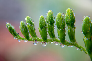 背景素材　花のつぼみと水滴