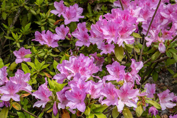 風景素材　満開の三室戸寺のツツジ