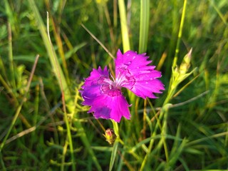 Pink carnation close-up. After the rain in the evening.