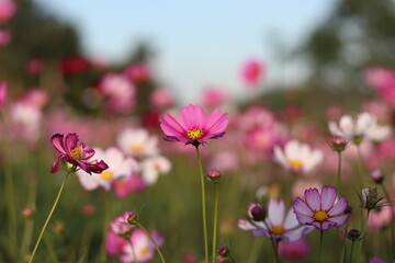 Blur purple cosmos flower field in multicolored outdoor garden.