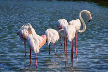 Some Greater Flamingo (Phoenicopterus roseus) standing in the pond.  Hualien County, Taiwan is a very popular place for leisure travel.