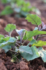 Organic vegetable planting plots.
