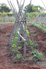 Organic vegetable planting plots.