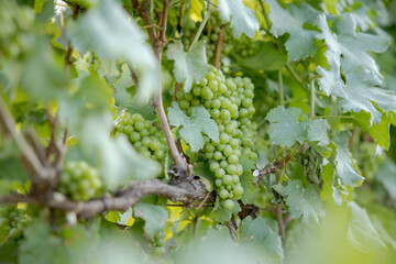 Yong grapes on vine at wineyard before harvesting