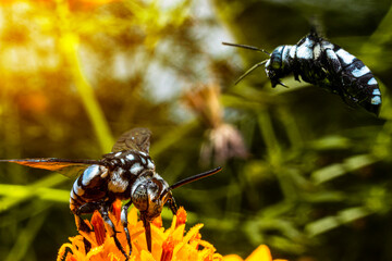 The blue honey wasp is looking for flower essence food in the wild, when two black wasps are flying and eating