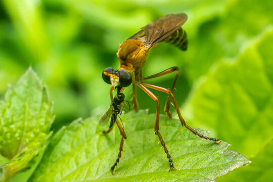 the robber fly insect or Asilidae is an aggressive family of flies. macro photo of predatory insects in the wild