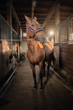 A tethered horse stands in the stable aisle.