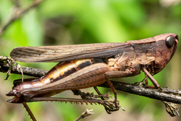 grasshopper with a brown color that resembles wood. Grasshoppers are herbivorous insects that have short antennae.animals camouflage with tree branches