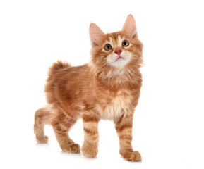 Kurilian Bobtail in studio