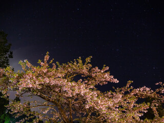 Fototapeta premium Night view of the Yoshino cherry tree blossom