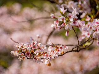 Morning view of the Yoshino cherry tree blossom