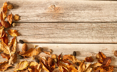 wood background with dry oaks, dry leaves, autumn background, nature background.