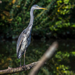 Graureiher (Ardea cinerea)
