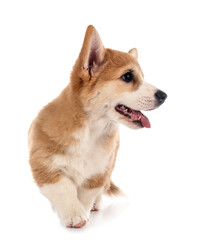 young Pembroke Welsh Corgi