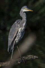 Fototapeta premium Graureiher (Ardea cinerea)