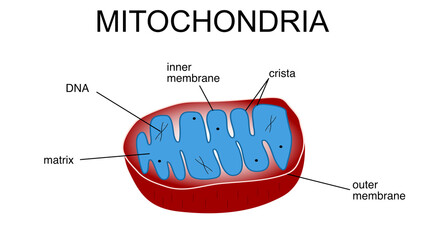 Illustration of mitochondria biological structure. - obrazy, fototapety, plakaty
