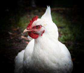 White hen sitting, close up. 