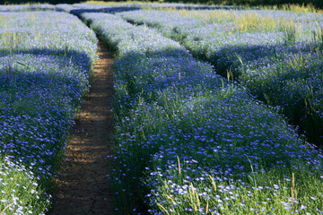 Des bleuets dans un champ. Un pr&eacute; de bleuets biologiques. L'agriculture biologique de bleuets. Des bleuets au printemps. Des fleurs bleues dans un champ.