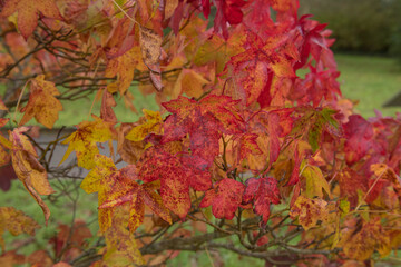Naklejka na ściany i meble Background of the Bright Red Autumn Leaves on an American Sweetgum Tree (Liquidambar styraciflua 'Burgundy') Growing in a Garden in Rural Devon, England, UK