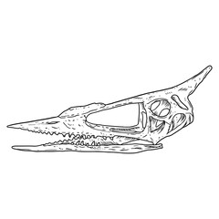 Pterodactyl bird fossilized skull hand drawn sketch image. Extinct species Pterodactylus animal skeleton bones fossil hand drawn illustration. Vector stock silhouette