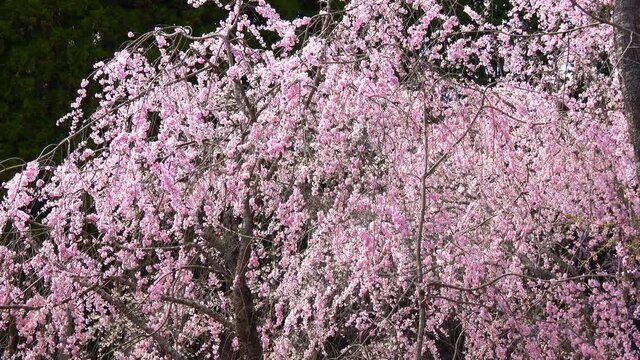 風に揺れるしだれ桜 八重桜 クローズアップ 4k 広島県世羅町 世羅甲山ふれあいの里 Stock Video Adobe Stock