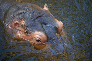Head of a hippopotamus swimming in water