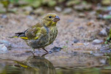 Grünfink (Carduelis chloris) an Wasserstelle