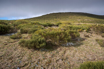 Fototapeta na wymiar High-mountain scrublands of Cytisus oromediterraneus. Photo taken in Guadarrama Mountains, municipality of Bustarviejo, province of Madrid, Spain