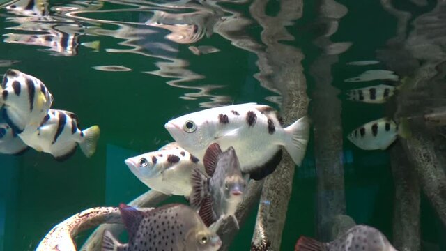 Archerfish, Toxotes Jaculatrix and Scatophagus Argus fish swimming by mangroves underwater. Close up. 4K