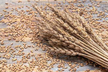 Wheat. Cereals, grains and ears of wheat. Whole Grain Wheat Kernels Closeup.