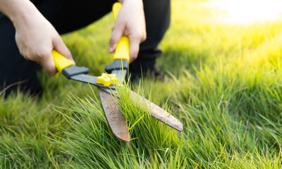 Young Asian man shears the lawn in the evening when the sun sets in a beautiful orange glow, Lawn decoration or garden pruning.