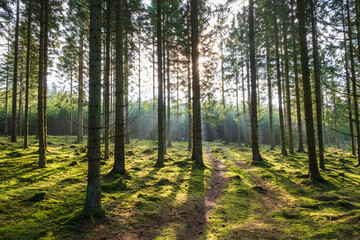Fototapeta premium Dirt road in a sunny spruce forest